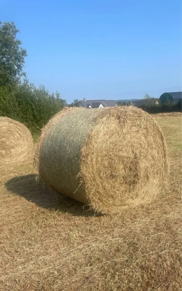 Hay for sale - Image 4