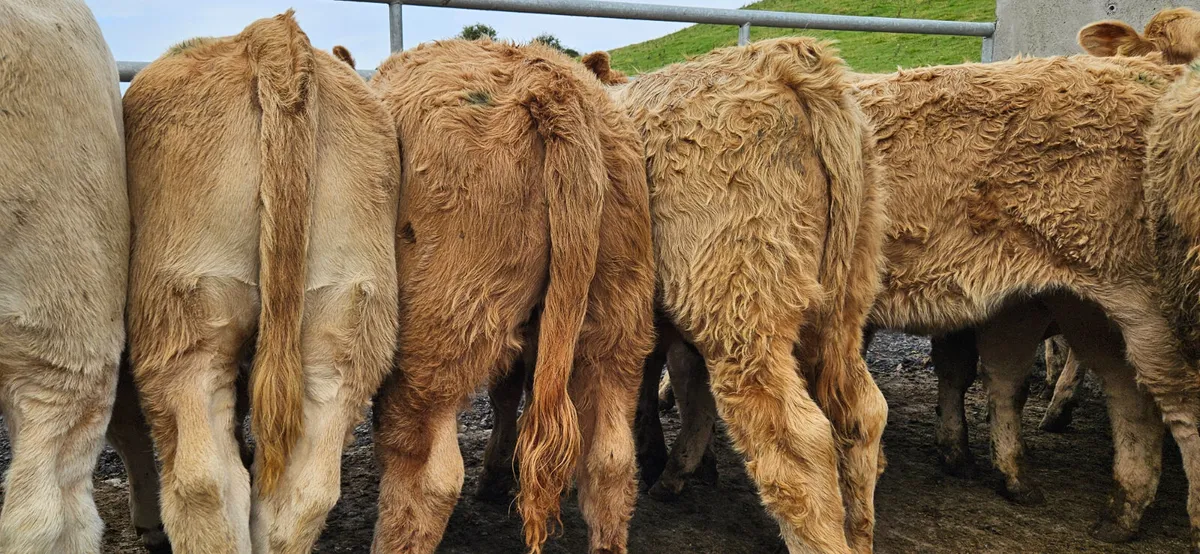 10 Super CHX Weanling Heifers - Image 1