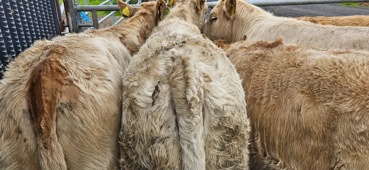 10 Super CHX Weanling Heifers - Image 4