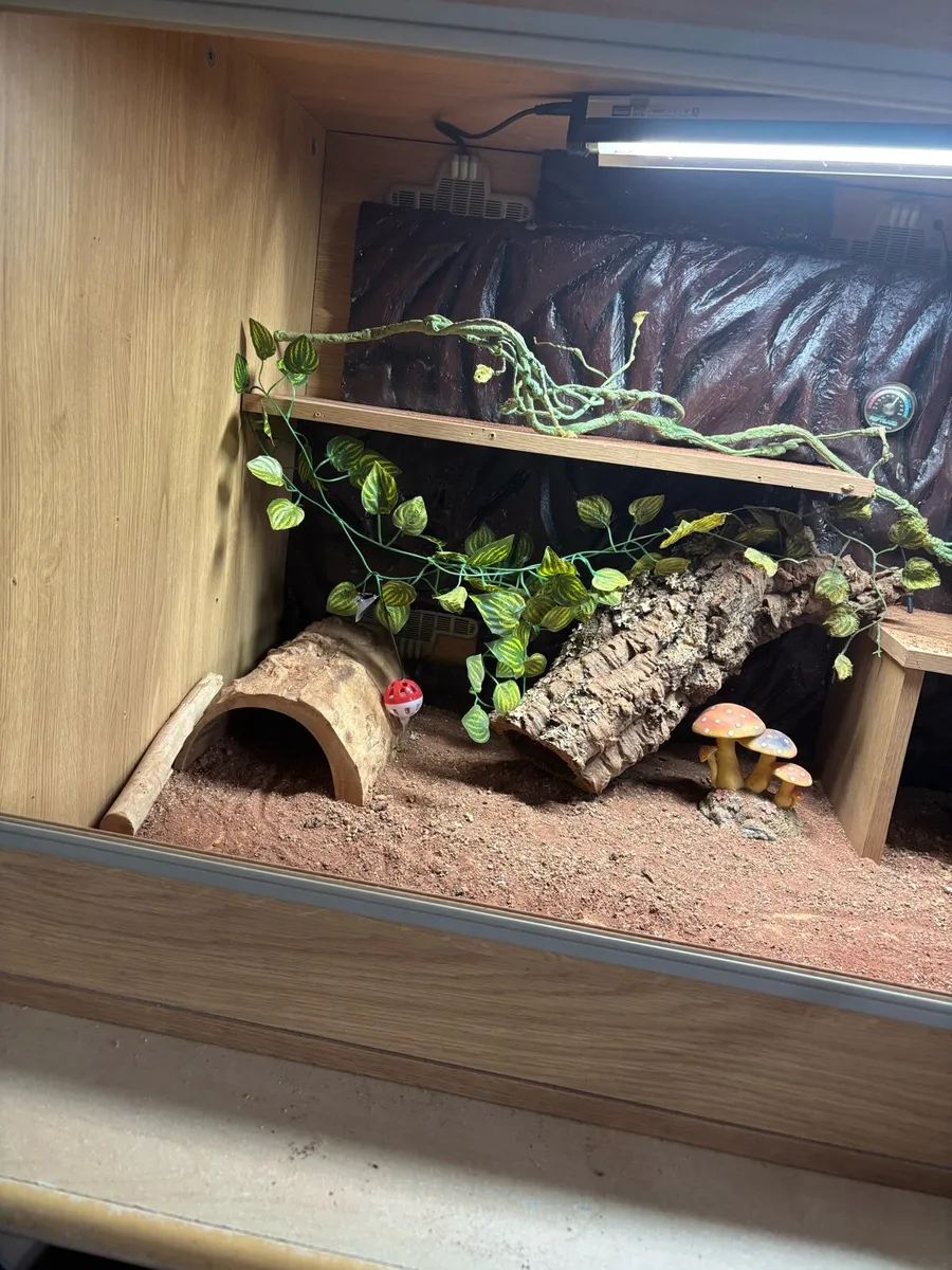 Reptile enclosure - Image 1