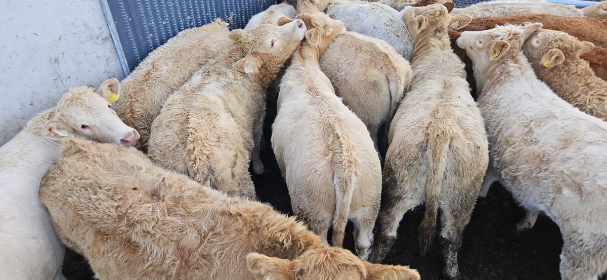 **200 Weanling Heifers** - Image 2