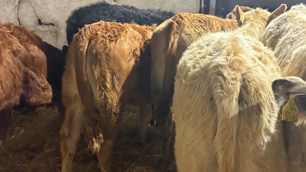 ⭐️6 Lovely Quality Heifer Wealings⭐️ - Image 4