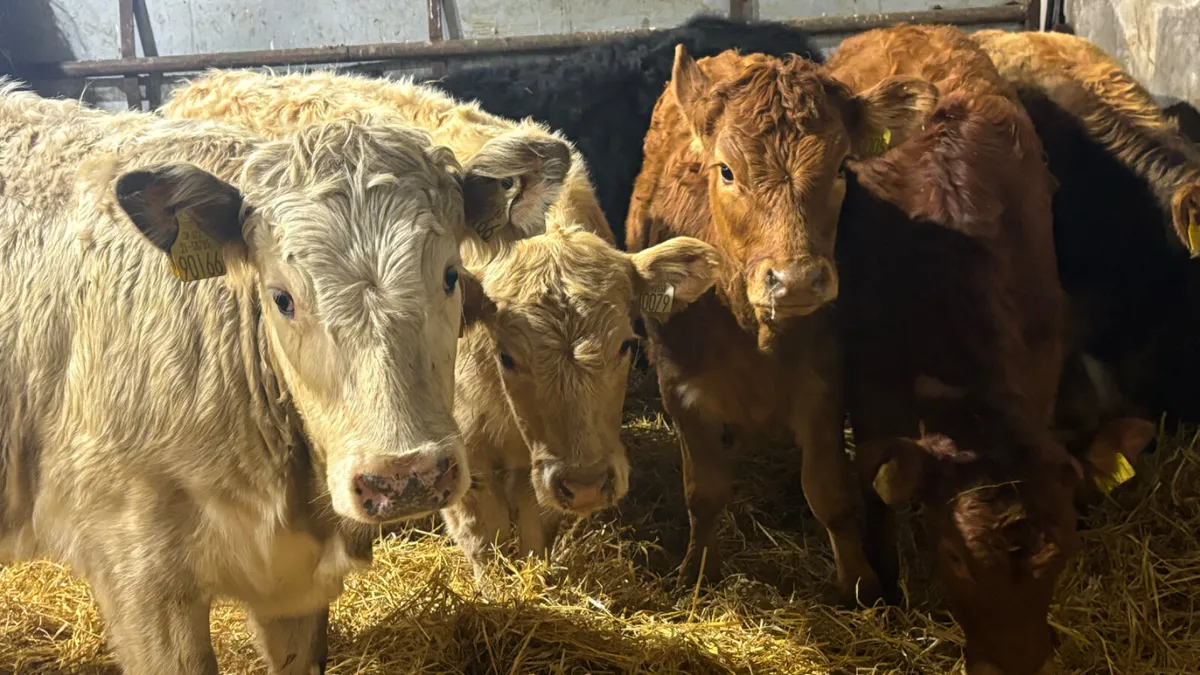⭐️6 Lovely Quality Heifer Wealings⭐️ - Image 1