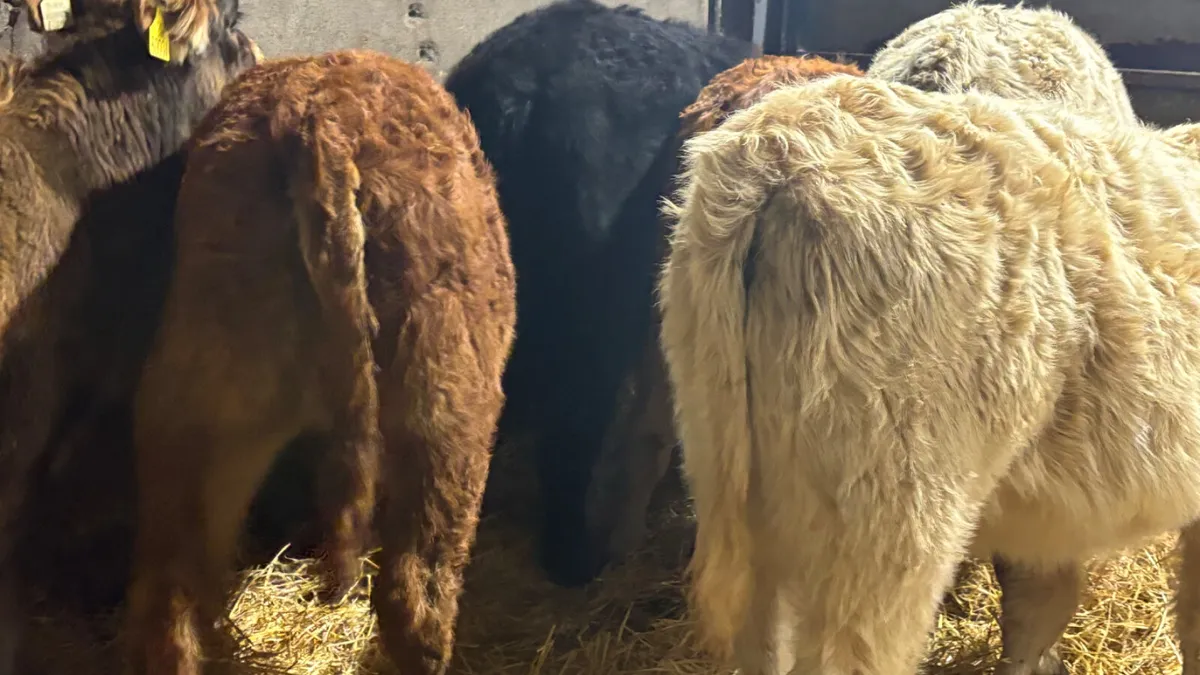 ⭐️6 Lovely Quality Heifer Wealings⭐️ - Image 2