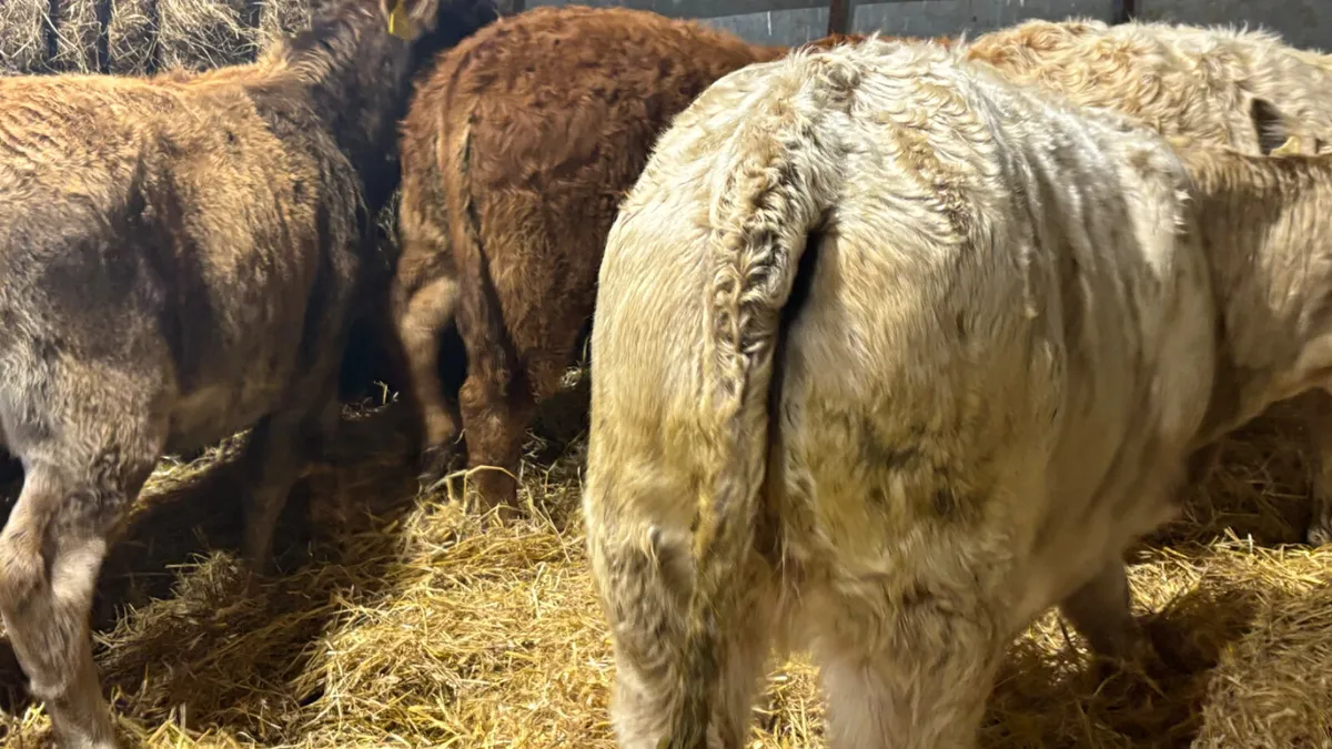 ⭐️6 Lovely Quality Heifer Wealings⭐️ - Image 3
