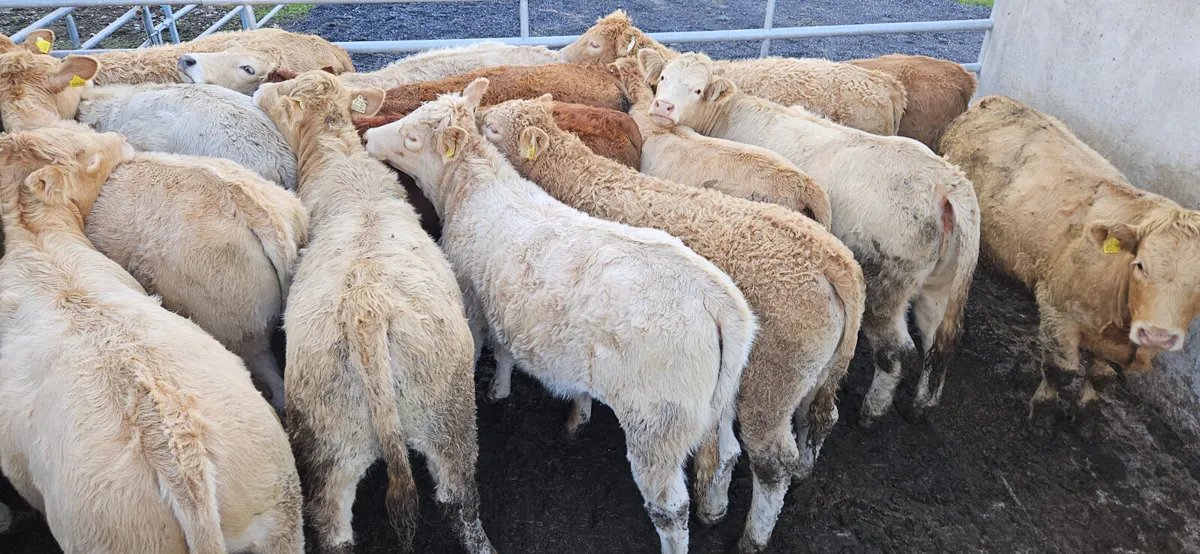 20 Heifers 330-380kgs - Image 1