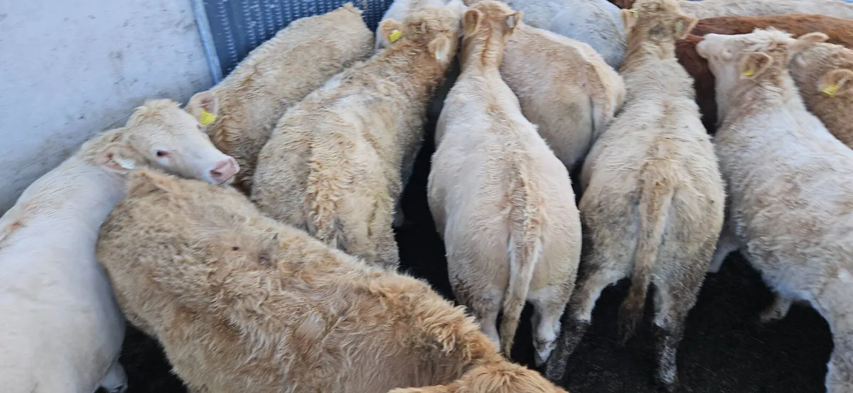 20 Heifers 330-380kgs - Image 3