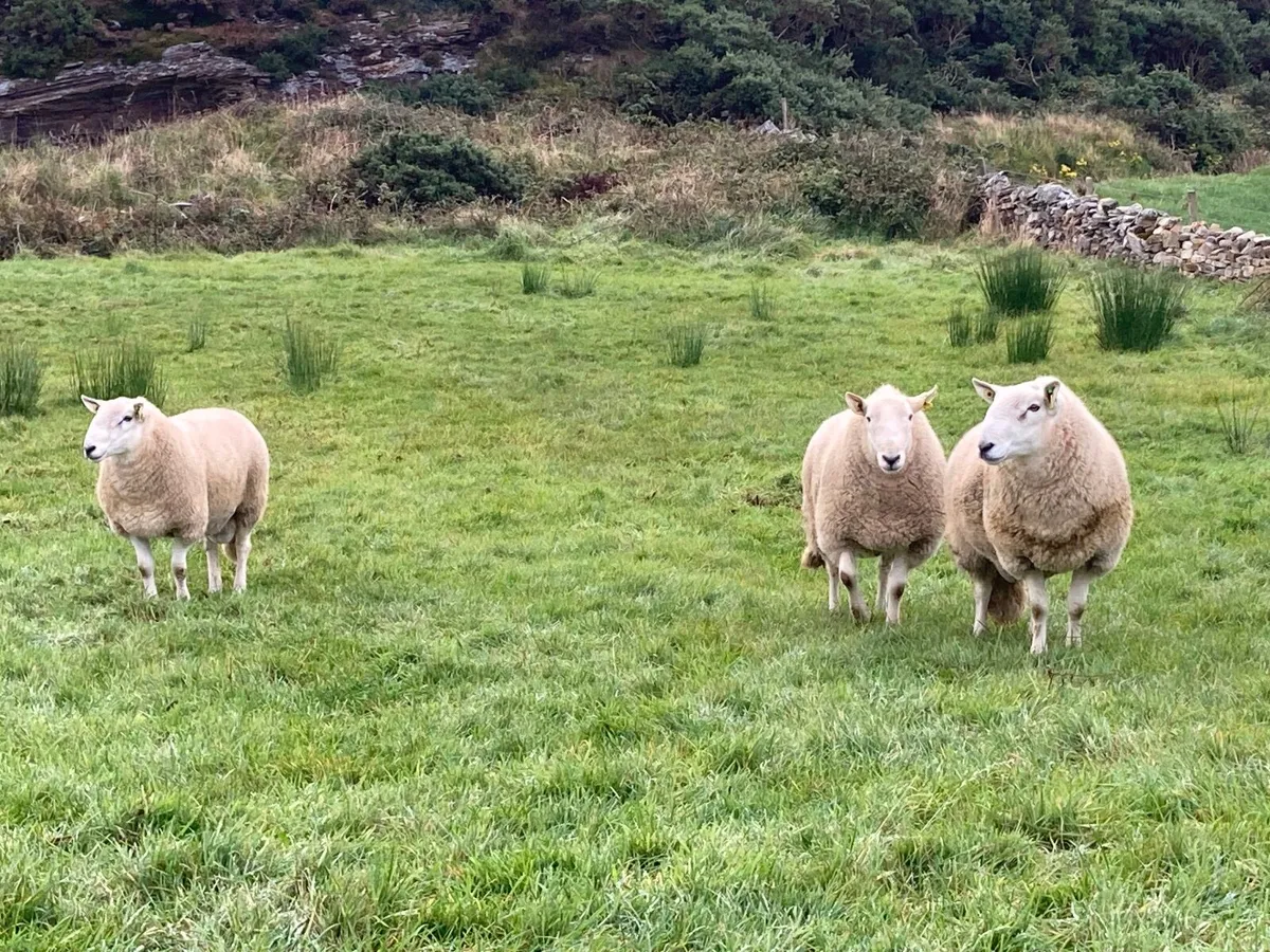 Cheviot Rams SIS Approved for sale in Co. Donegal for €1,234 on DoneDeal