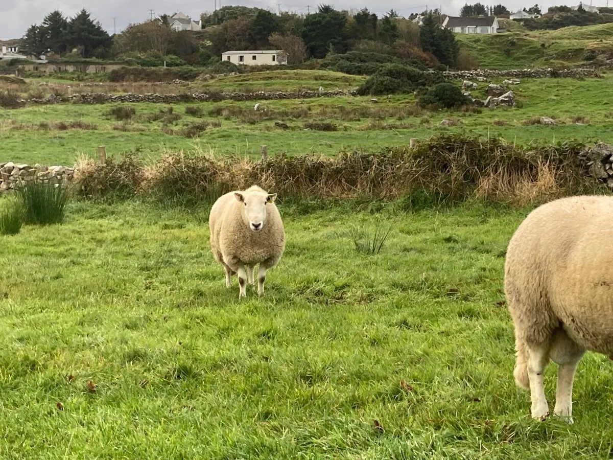Cheviot Rams SIS Approved for sale in Co. Donegal for €1,234 on DoneDeal