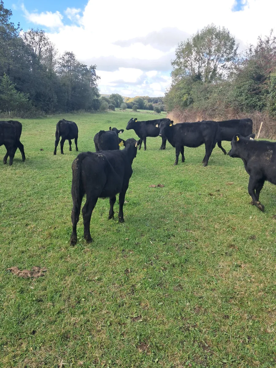 Angus weanlings - Image 1