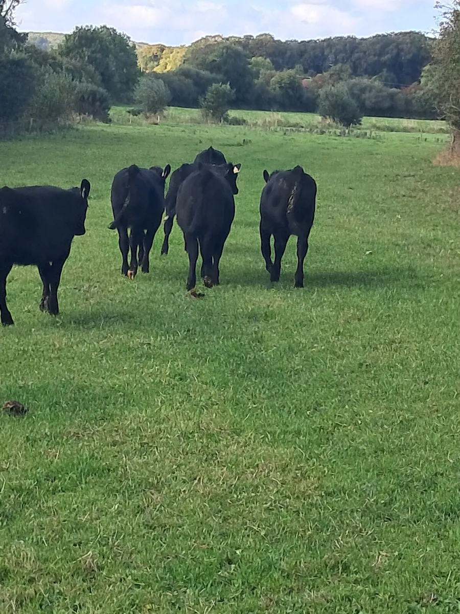 Angus weanlings - Image 3