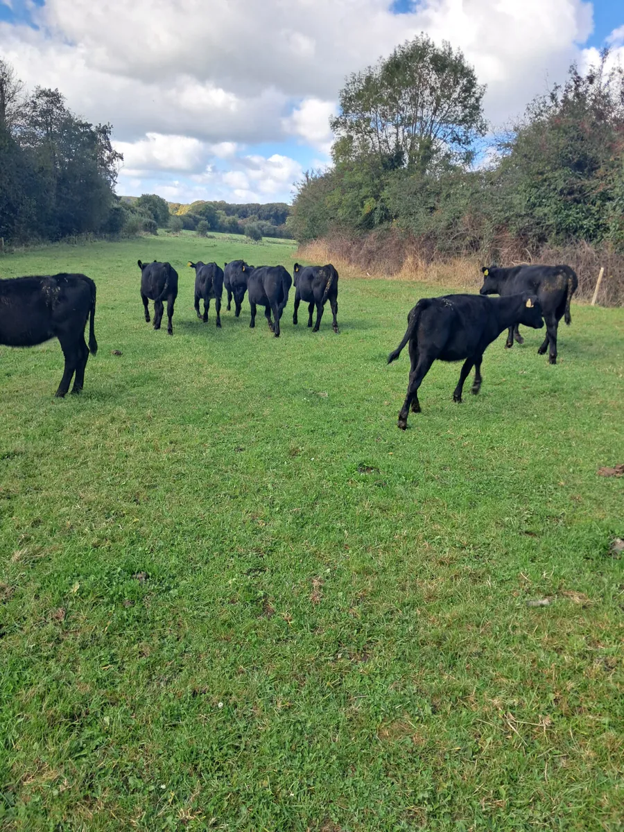 Angus weanlings - Image 2