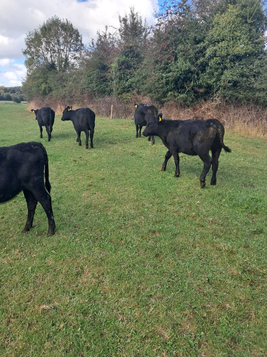 Angus weanlings - Image 4