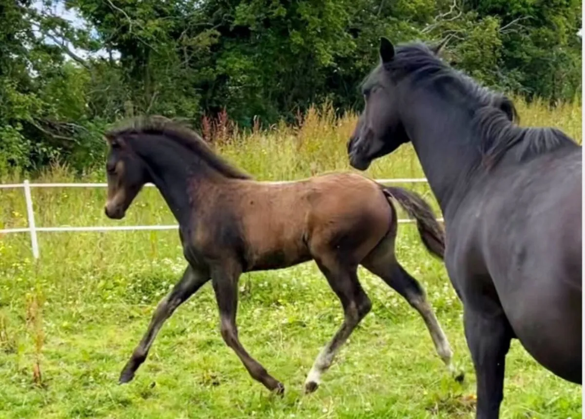 Welsh part bred foal - Image 1