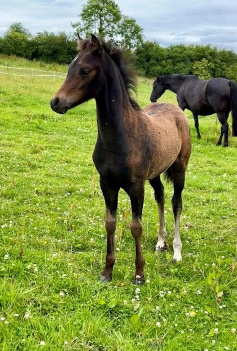 Welsh part bred foal - Image 2