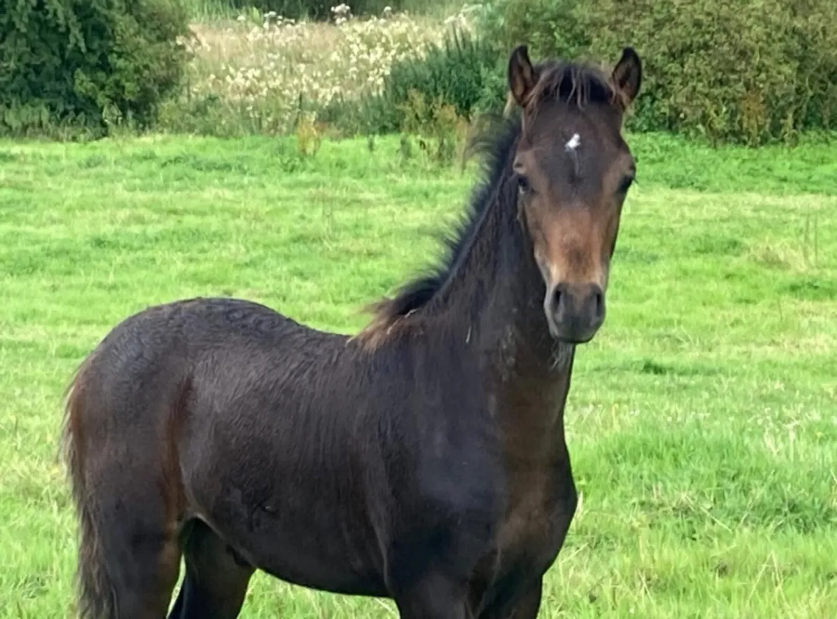 Welsh part bred foal - Image 3