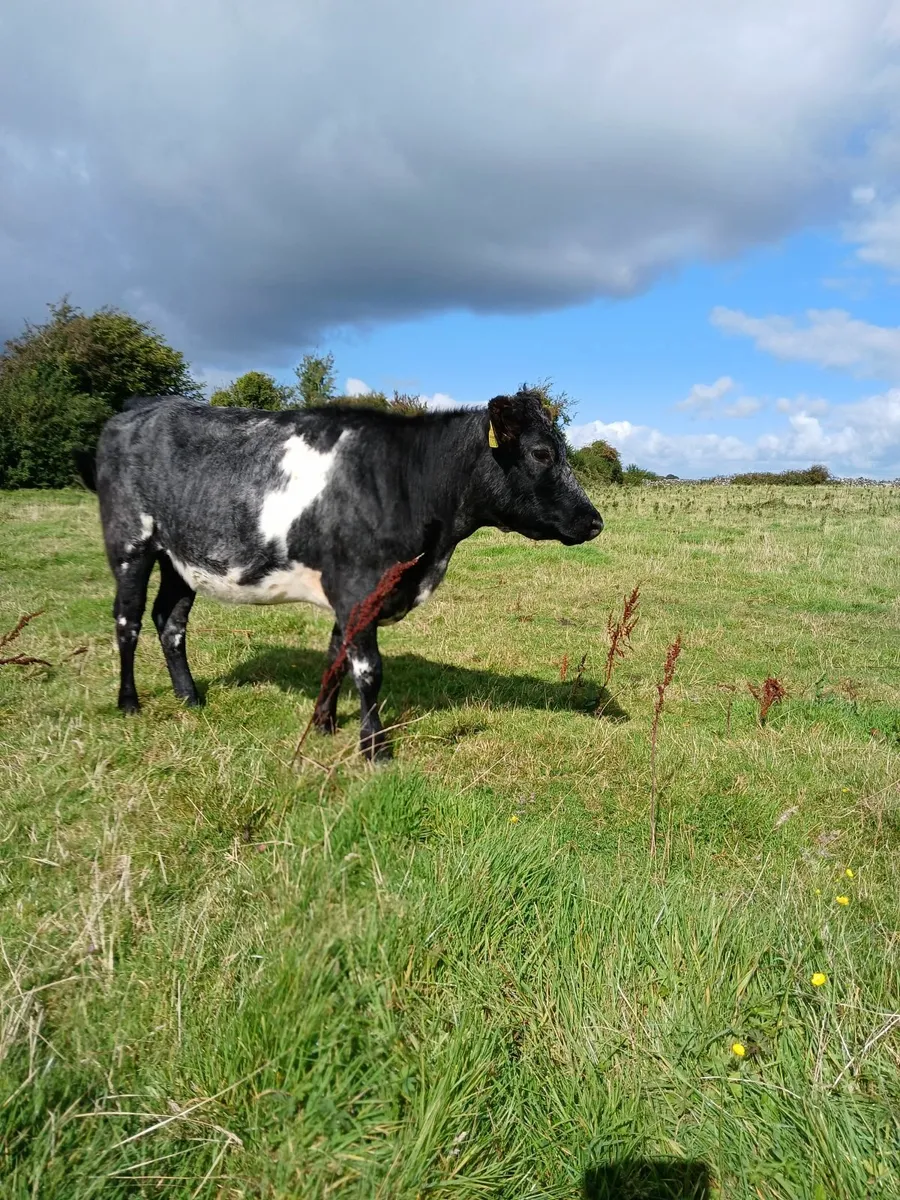 beef cattle for sale in Co. Galway for €1,200 on DoneDeal