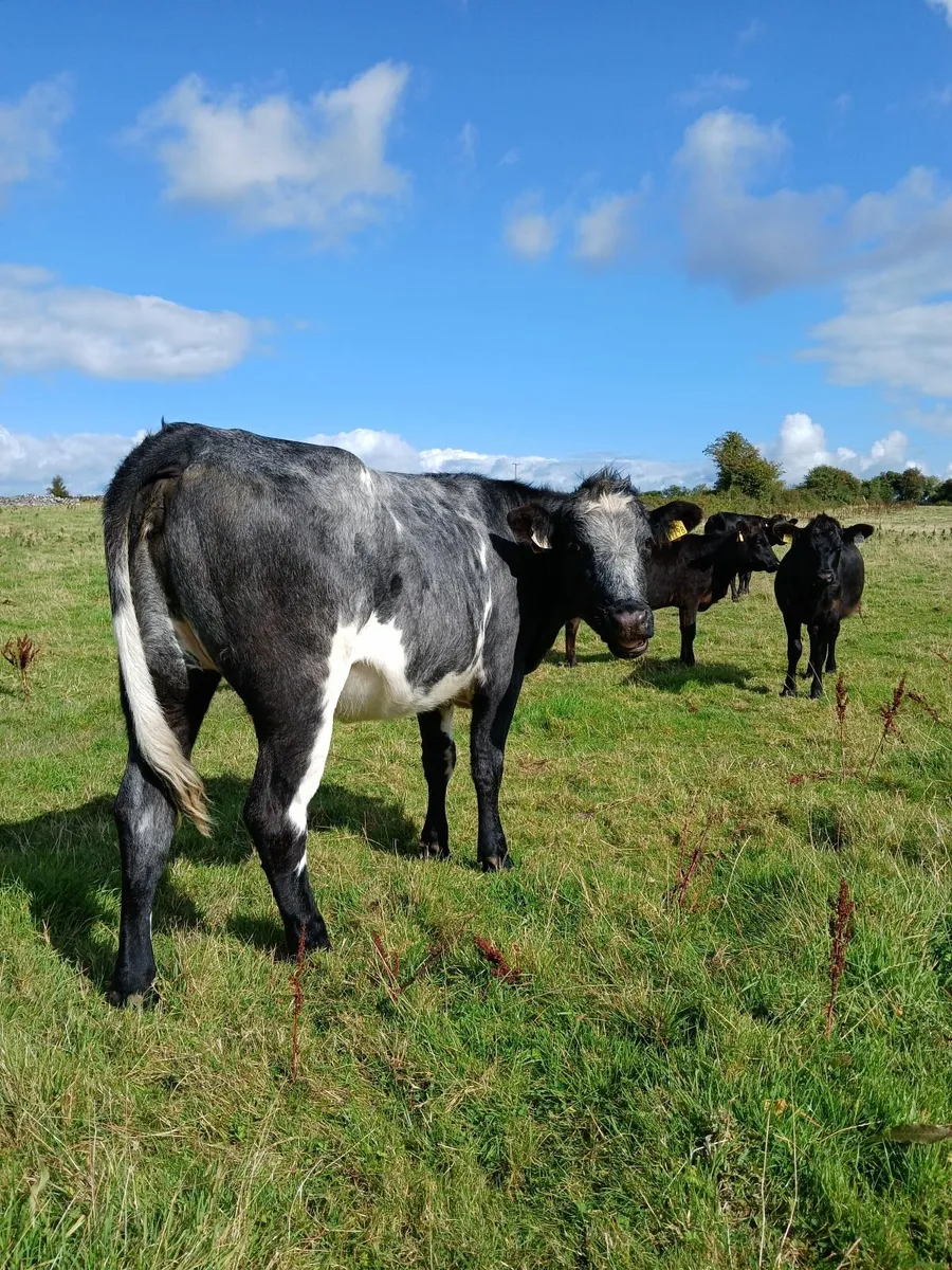 beef cattle for sale in Co. Galway for €1,200 on DoneDeal