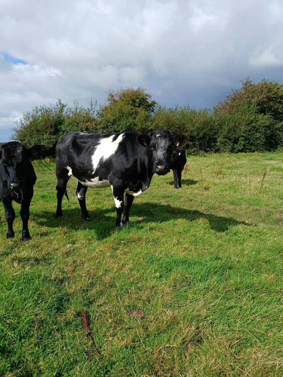 beef cattle for sale in Co. Galway for €1,200 on DoneDeal