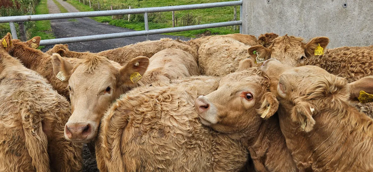 **Continental Heifers** - Image 3