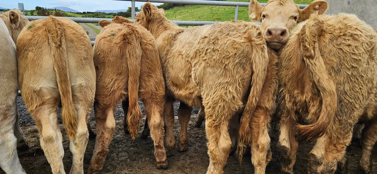 **Continental Heifers** - Image 4