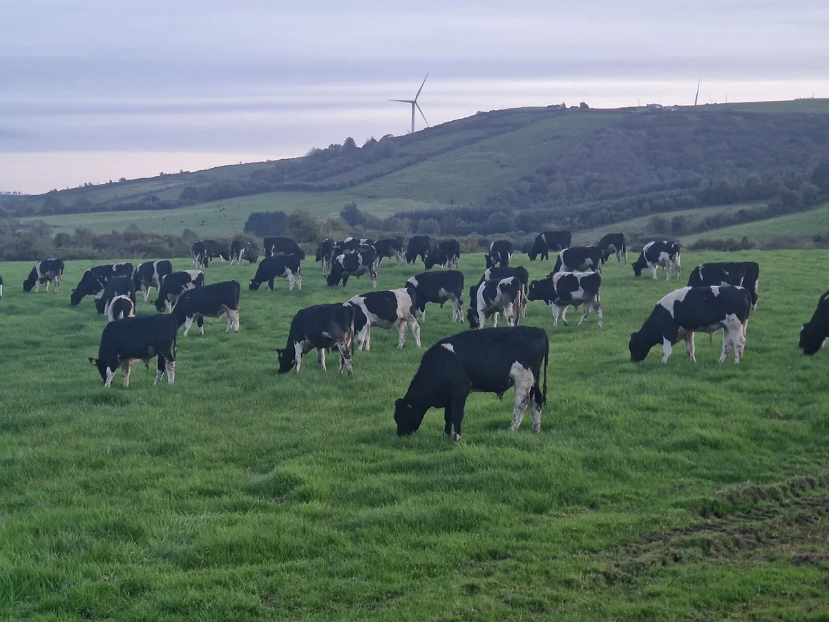 WANTED Friesian bulls 180kg to 320kg - Image 1