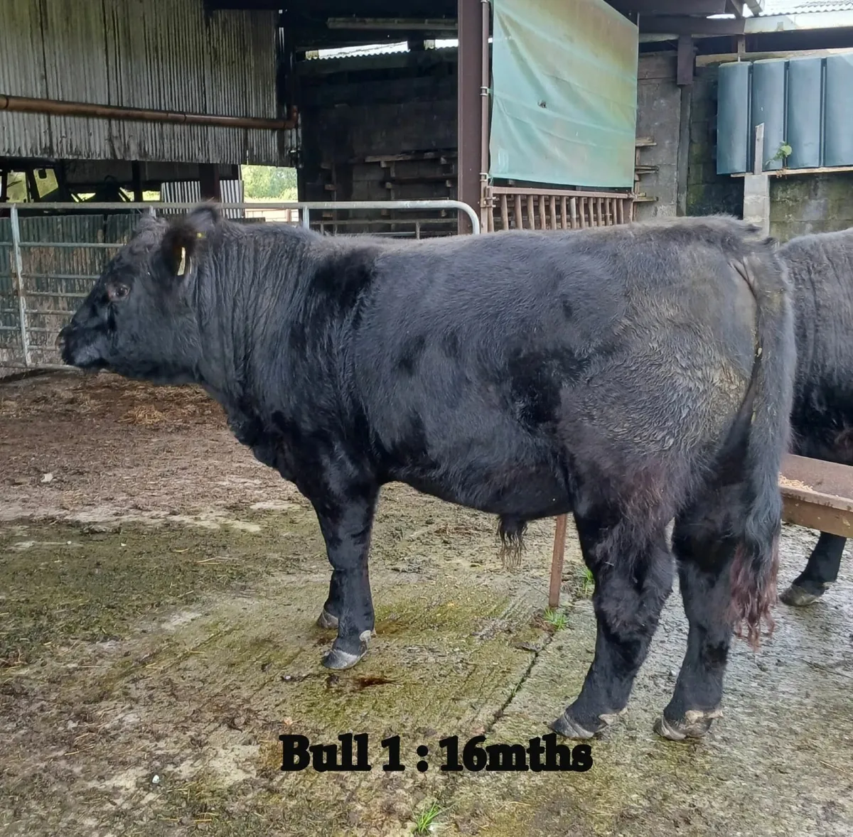Purebred Angus Bulls for sale in Co. Westmeath for €0 on DoneDeal