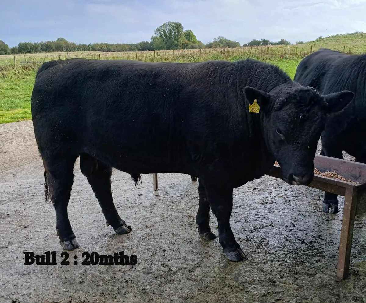 Purebred Angus Bulls for sale in Co. Westmeath for €0 on DoneDeal