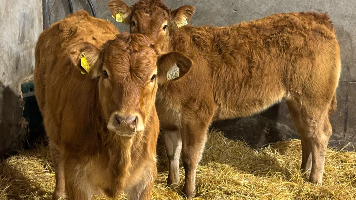 ⭐️ 2 Super Limousin Heifer Wealings⭐️ - Image 4