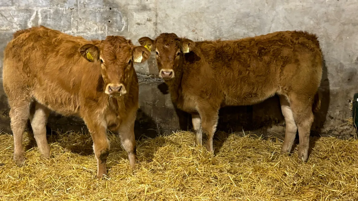 ⭐️ 2 Super Limousin Heifer Wealings⭐️ - Image 2