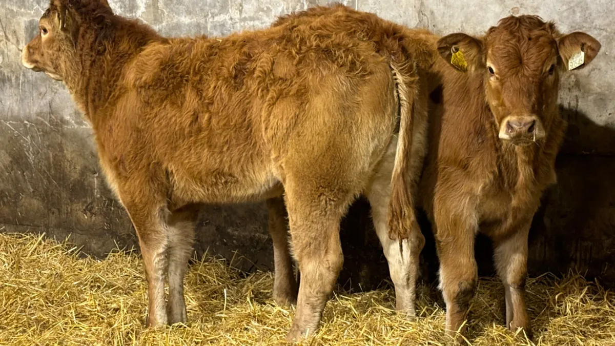 ⭐️ 2 Super Limousin Heifer Wealings⭐️ - Image 1