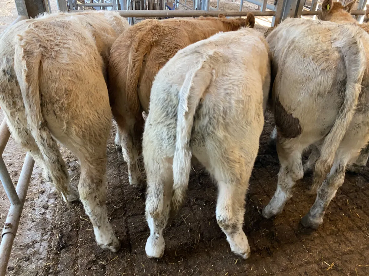 Champion Charolais Bullocks - Image 3