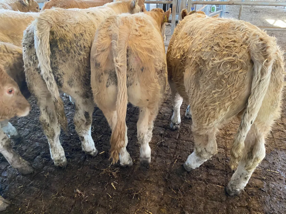 Champion Charolais Bullocks - Image 4