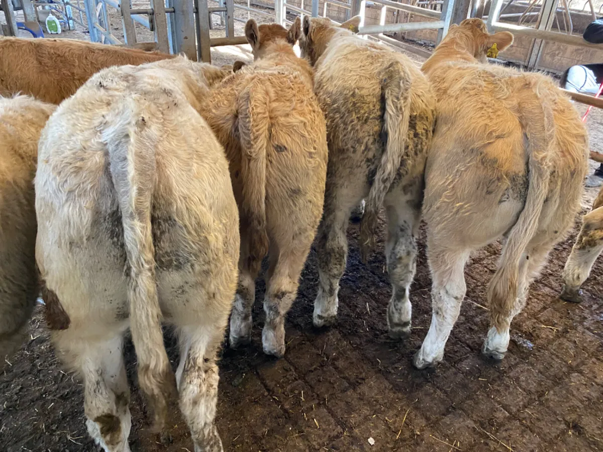 Do U Need Cattle - Image 3