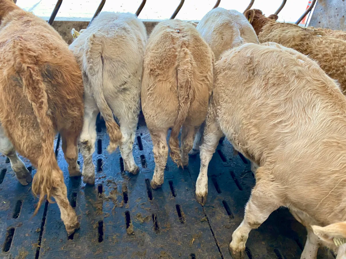 Champion Charolais Heifers from the West - Image 3