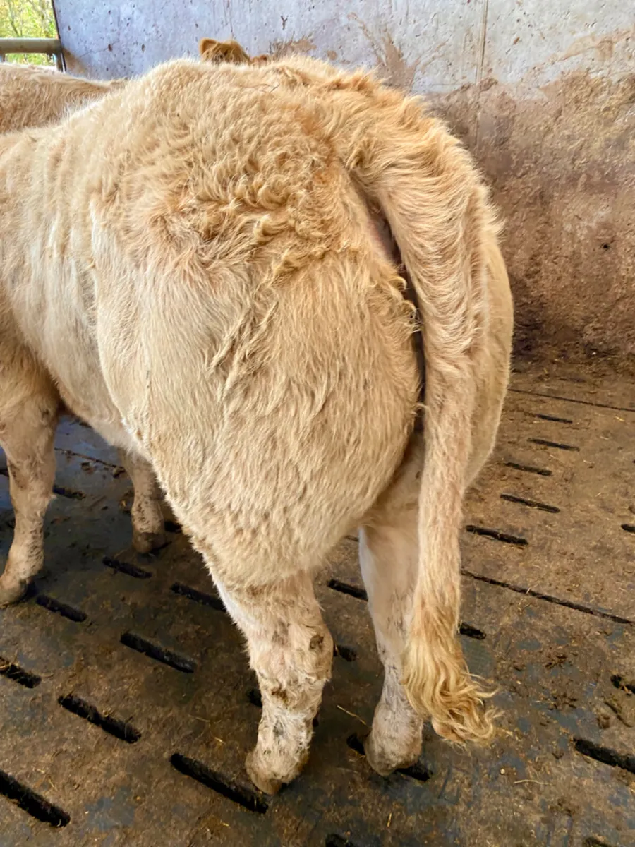 Champion Charolais Heifers from the West - Image 2