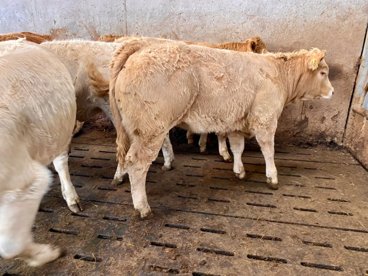 Champion Charolais Heifers from the West - Image 1