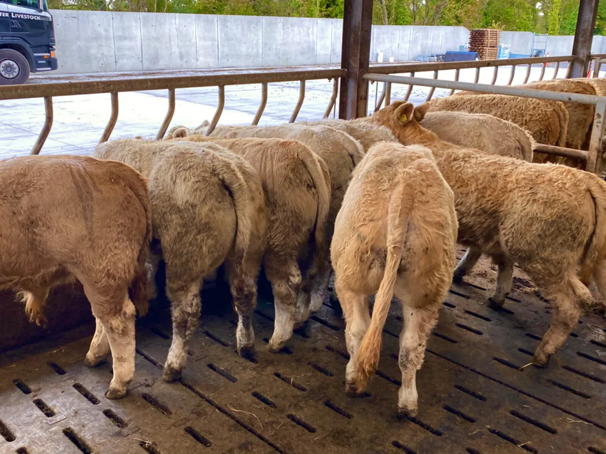 Burren Bullocks fresh in every week - Image 2