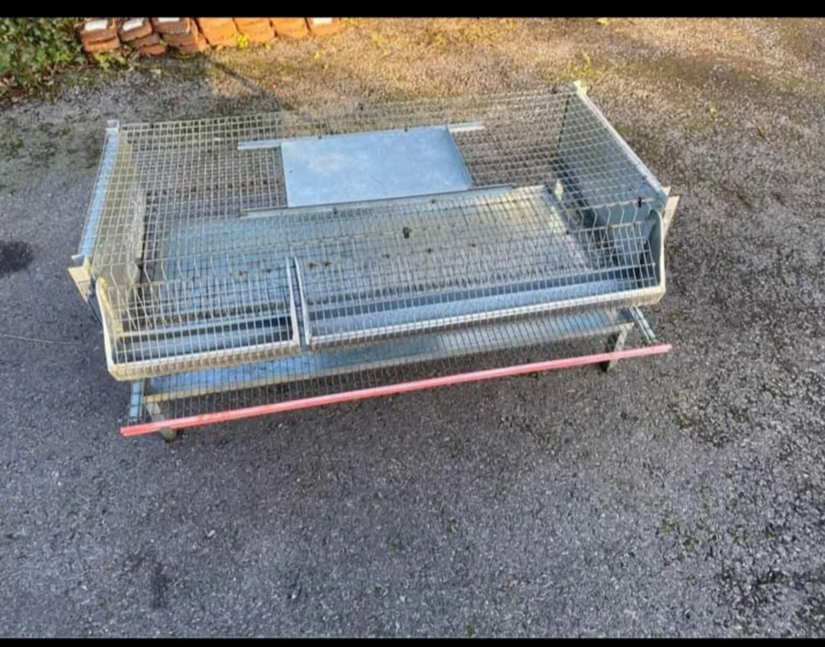 Quail for sale in Co. Mayo for €500 on DoneDeal