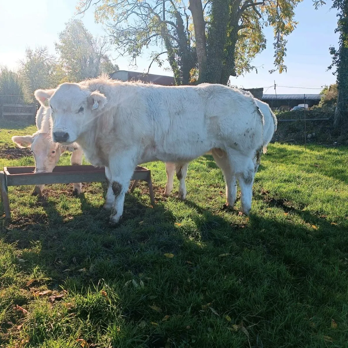 2 Belgian blue bulls full white - Image 1