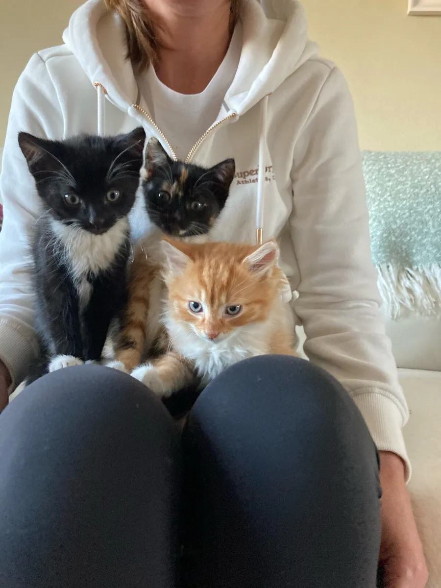 4 Adorable Kittens for sale - Image 1