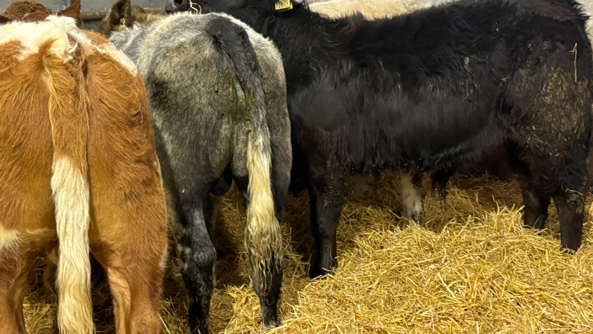 4 Super Quality Bull Wealings - Image 3