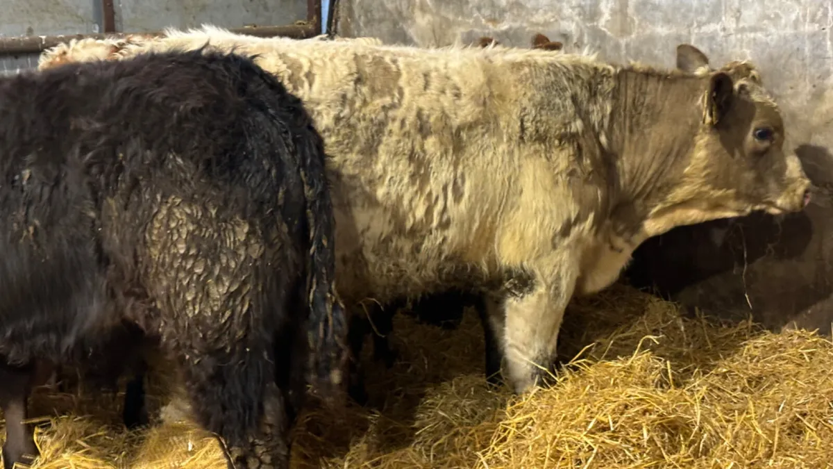 4 Super Quality Bull Wealings - Image 4