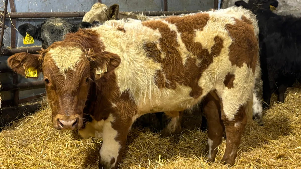 4 Super Quality Bull Wealings - Image 1
