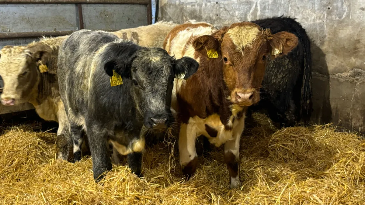 4 Super Quality Bull Wealings - Image 2