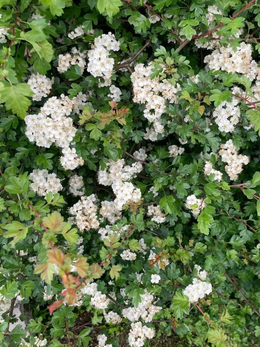 Whitethorn Hedging for ACRES Scheme - Image 2