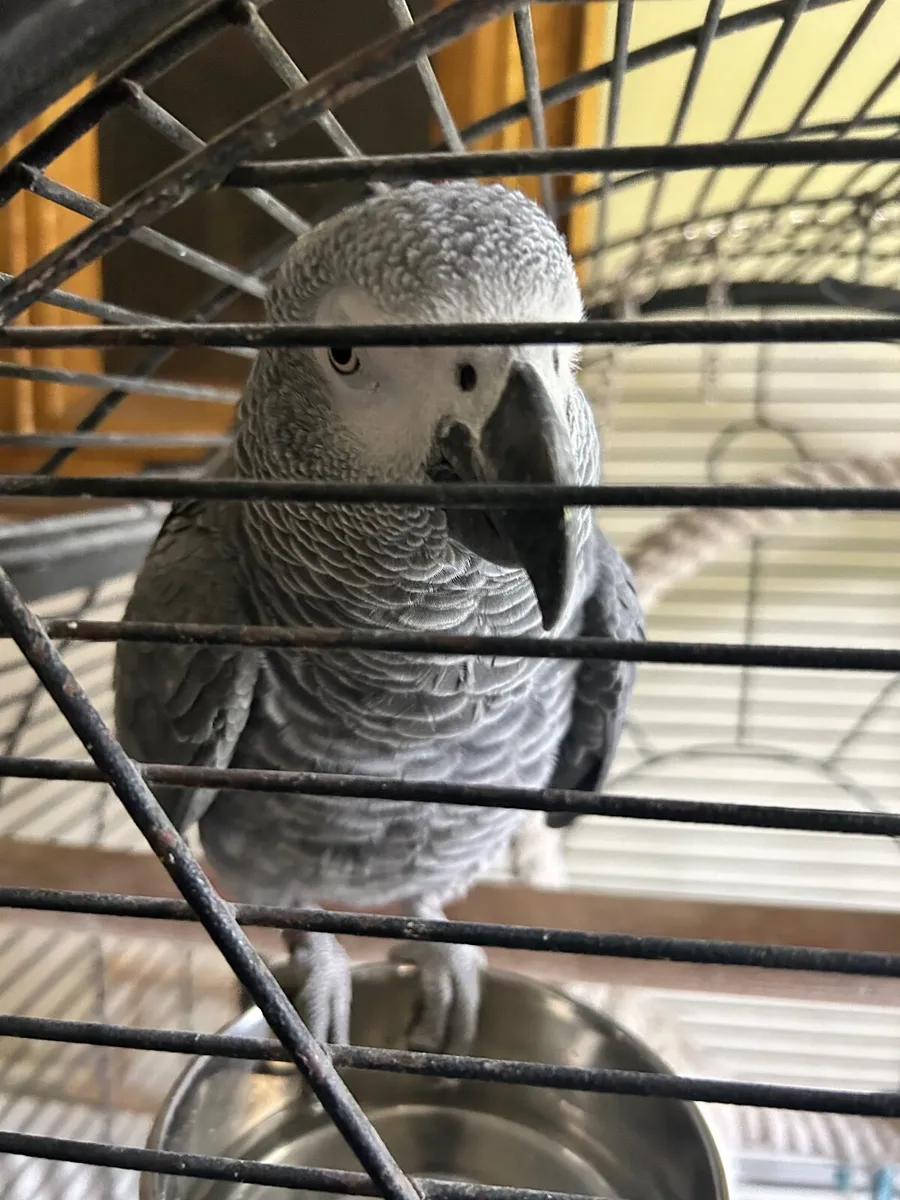 Talking African Grey Parrot. Male, 2 Years Old for sale in Co. Antrim