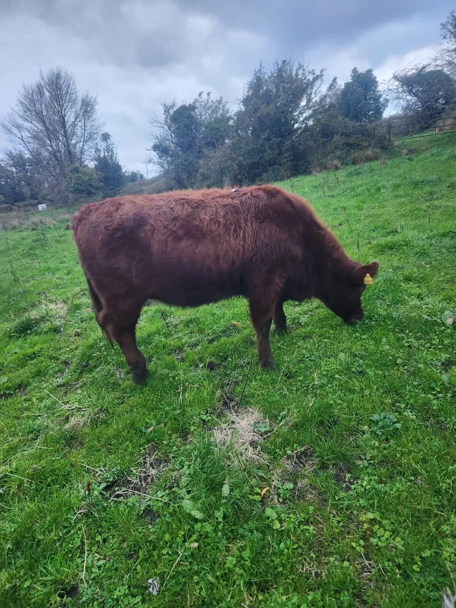 AA red Angus heifer for sale in Co. Sligo for €1,150 on DoneDeal