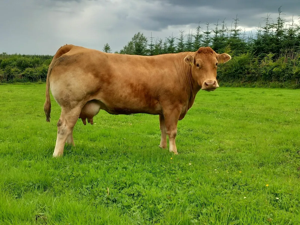 Beef cattle for sale in Co. Galway for €1,000 on DoneDeal