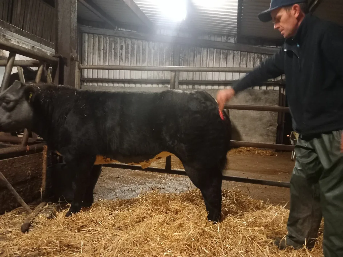 Beef cattle for sale in Co. Galway for €1,000 on DoneDeal